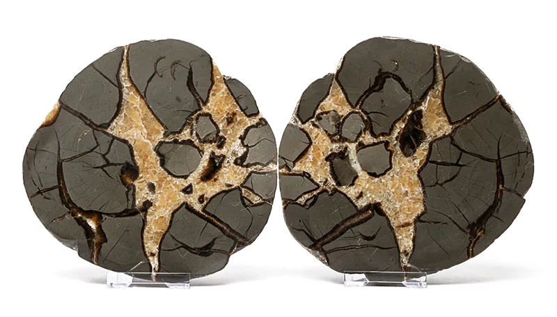 the inner sections of two septarian nodules